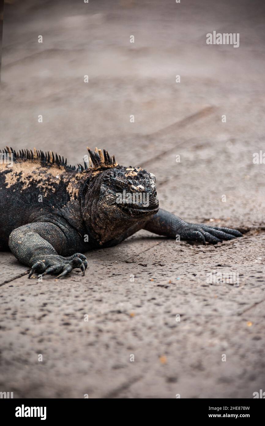 Gros plan sélectif d'un iguane capturé dans la faune Banque D'Images