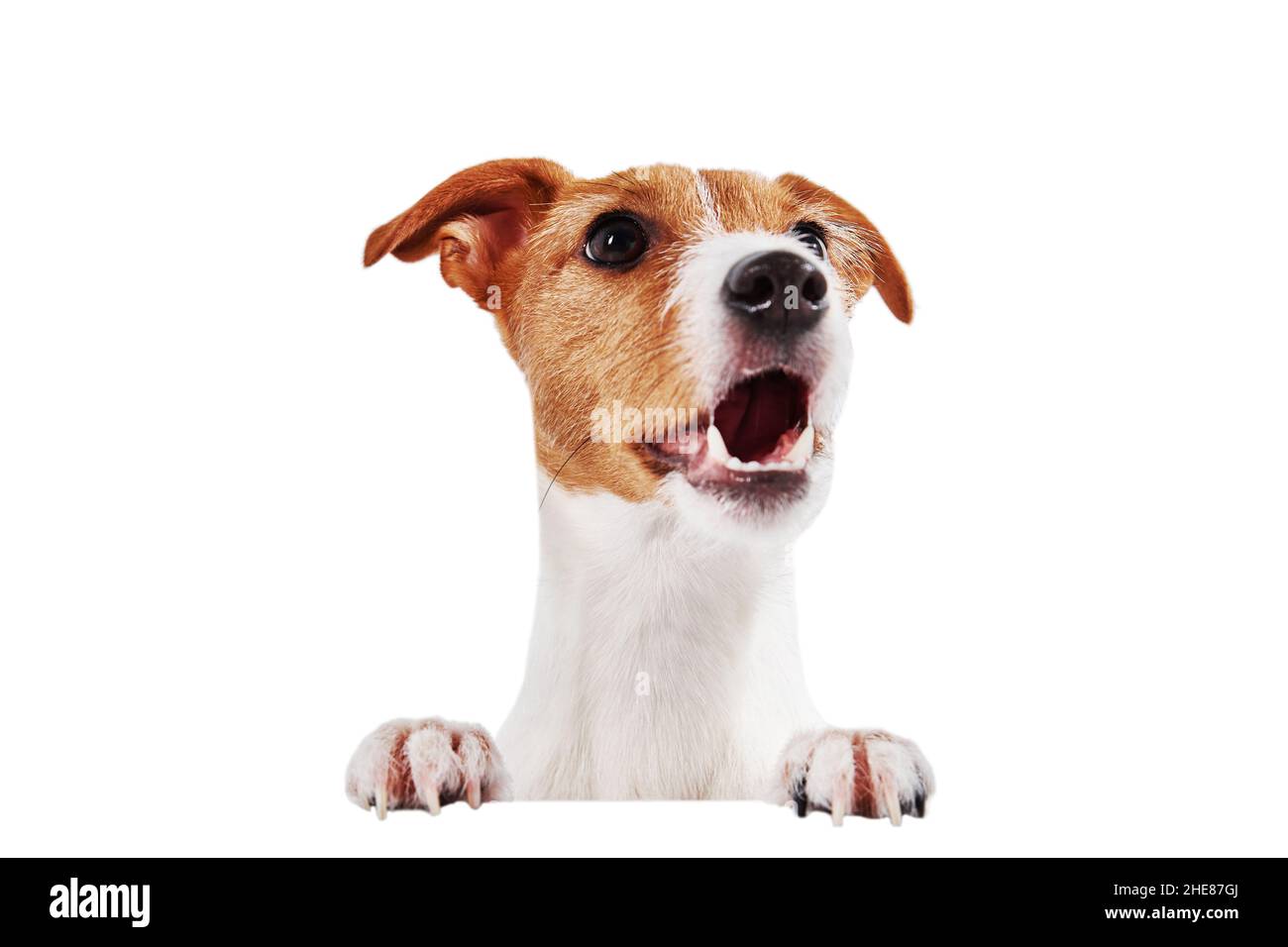 Portrait de chien isolé sur fond blanc.Tête de chien avec des pattes qui se labourent à l'appareil-photo avec la bouche ouverte, chien affamé de merlan pour manger Banque D'Images
