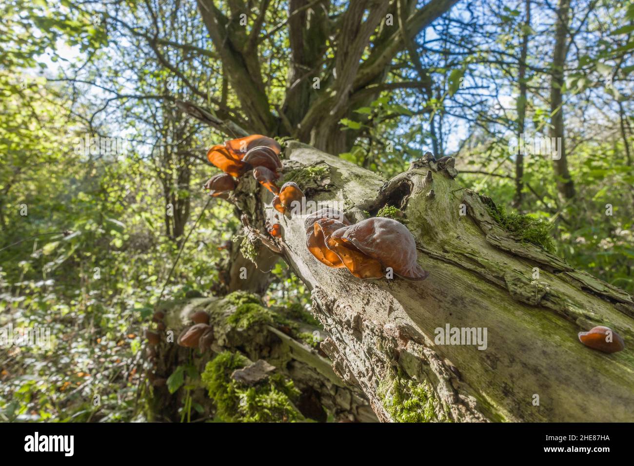 Les champignons de l'oreille de gelée Auricularia auricula-judae (Auriculariaceae) ont également appelé l'oreille de juif, l'oreille de bois, poussant sur l'arbre en décomposition.Herefordshire, février 2021. Banque D'Images