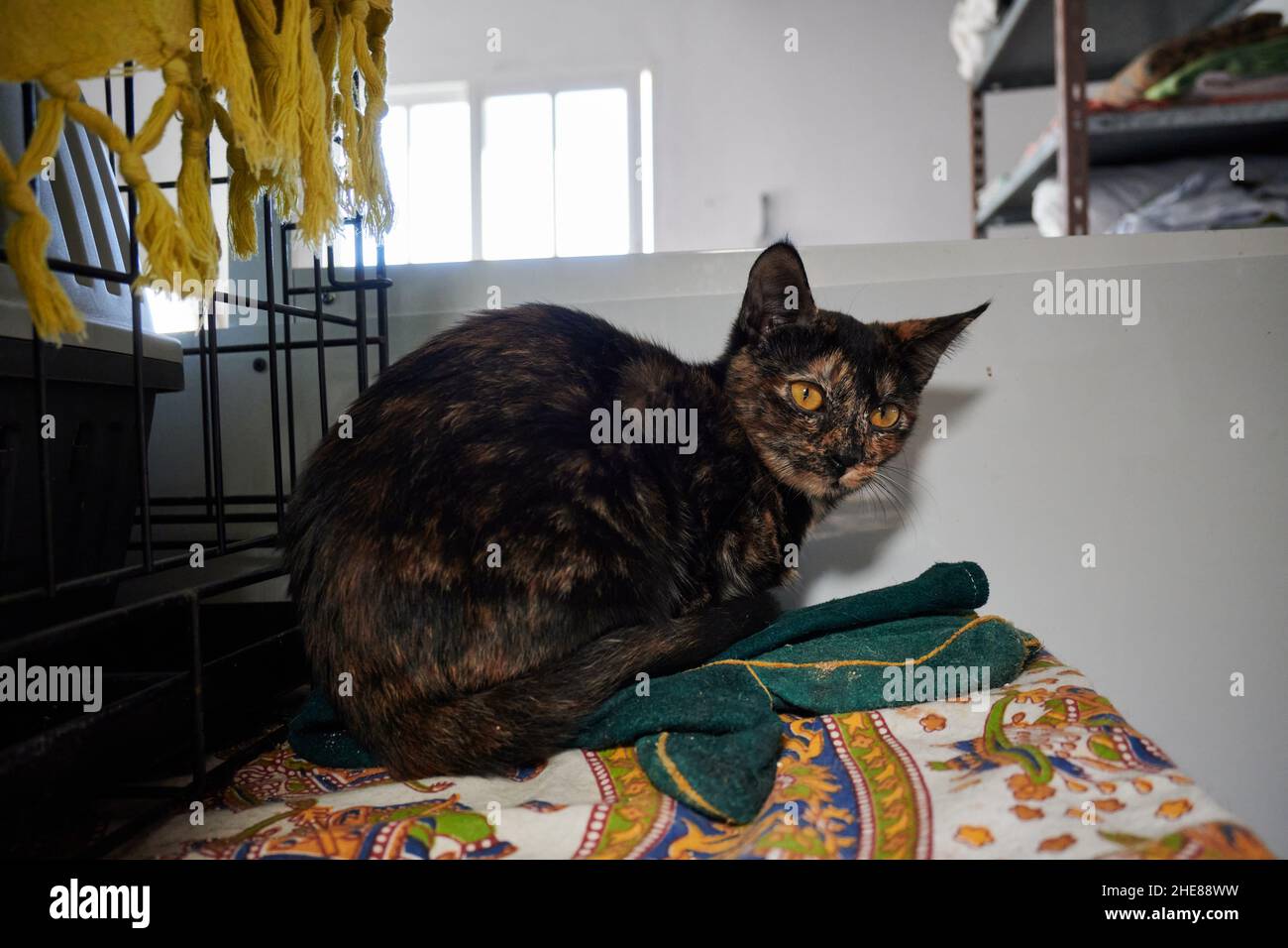 Mignon chat brun foncé regardant en arrière à la visionneuse tout en étant assis sur le canapé à la maison Banque D'Images