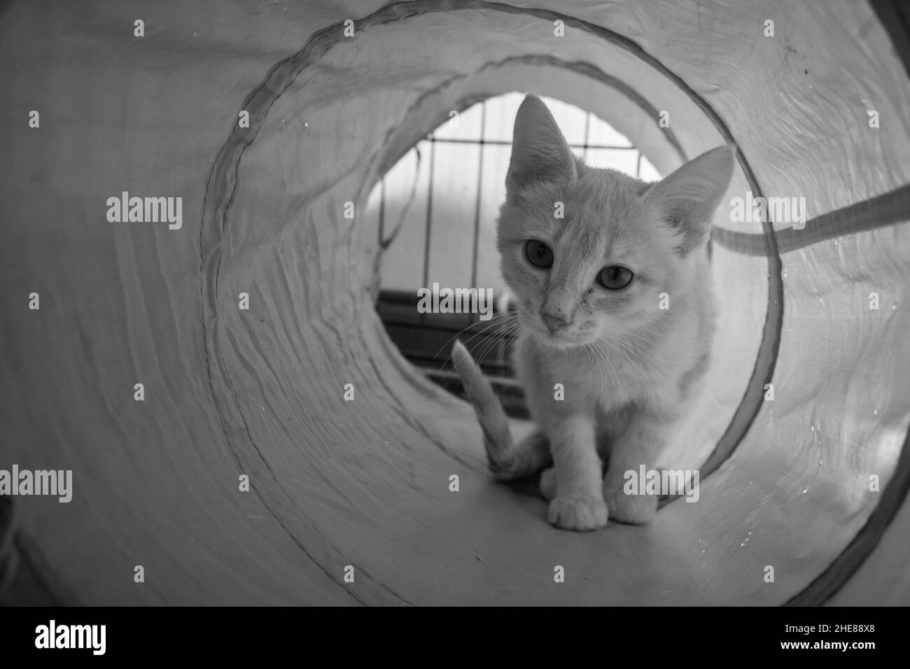 Photo monochrome d'un petit chaton domestique marchant vers le spectateur tout en jouant dans le tube Banque D'Images
