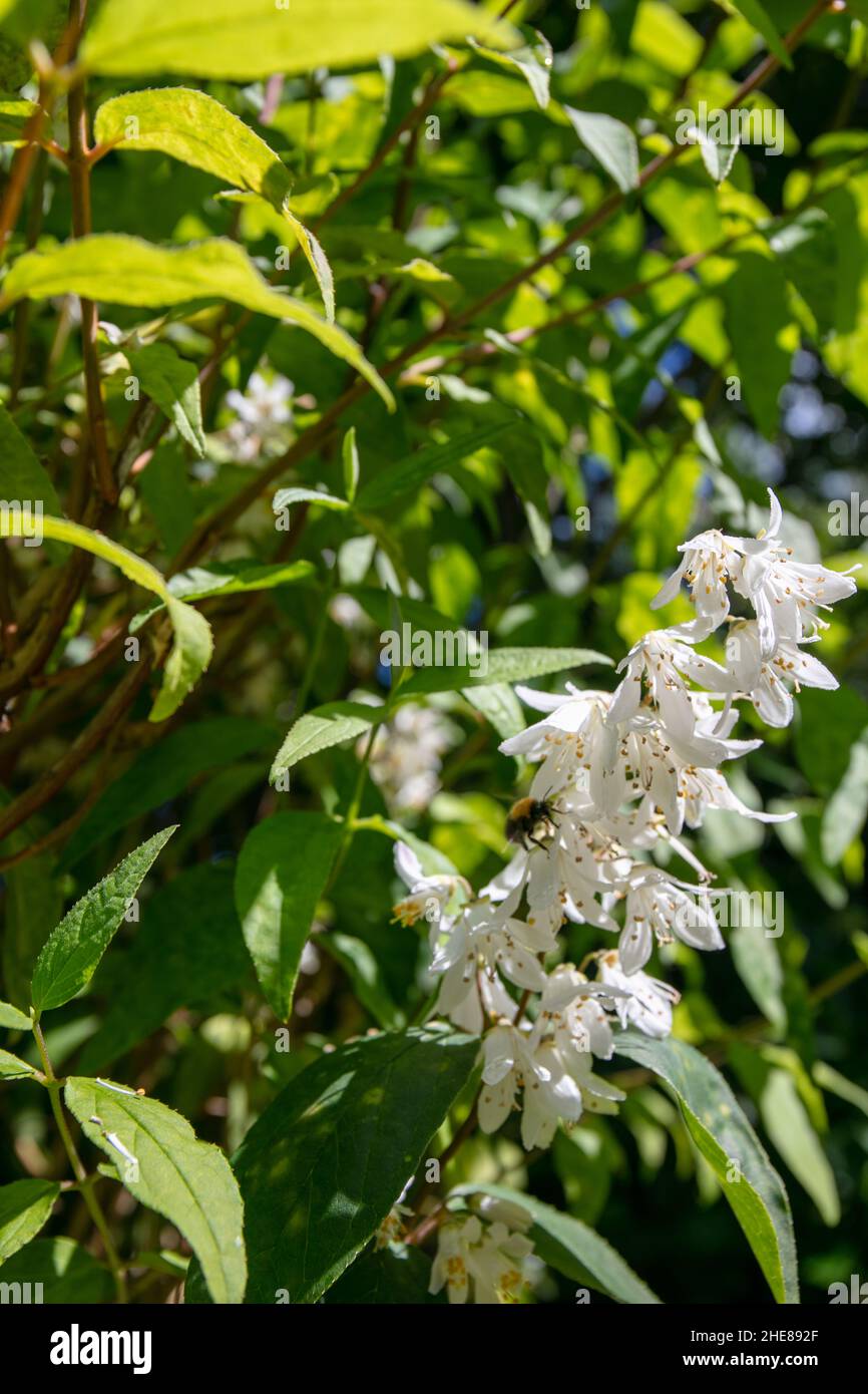 Fleurs sauvages blanches de Deutzia Banque D'Images