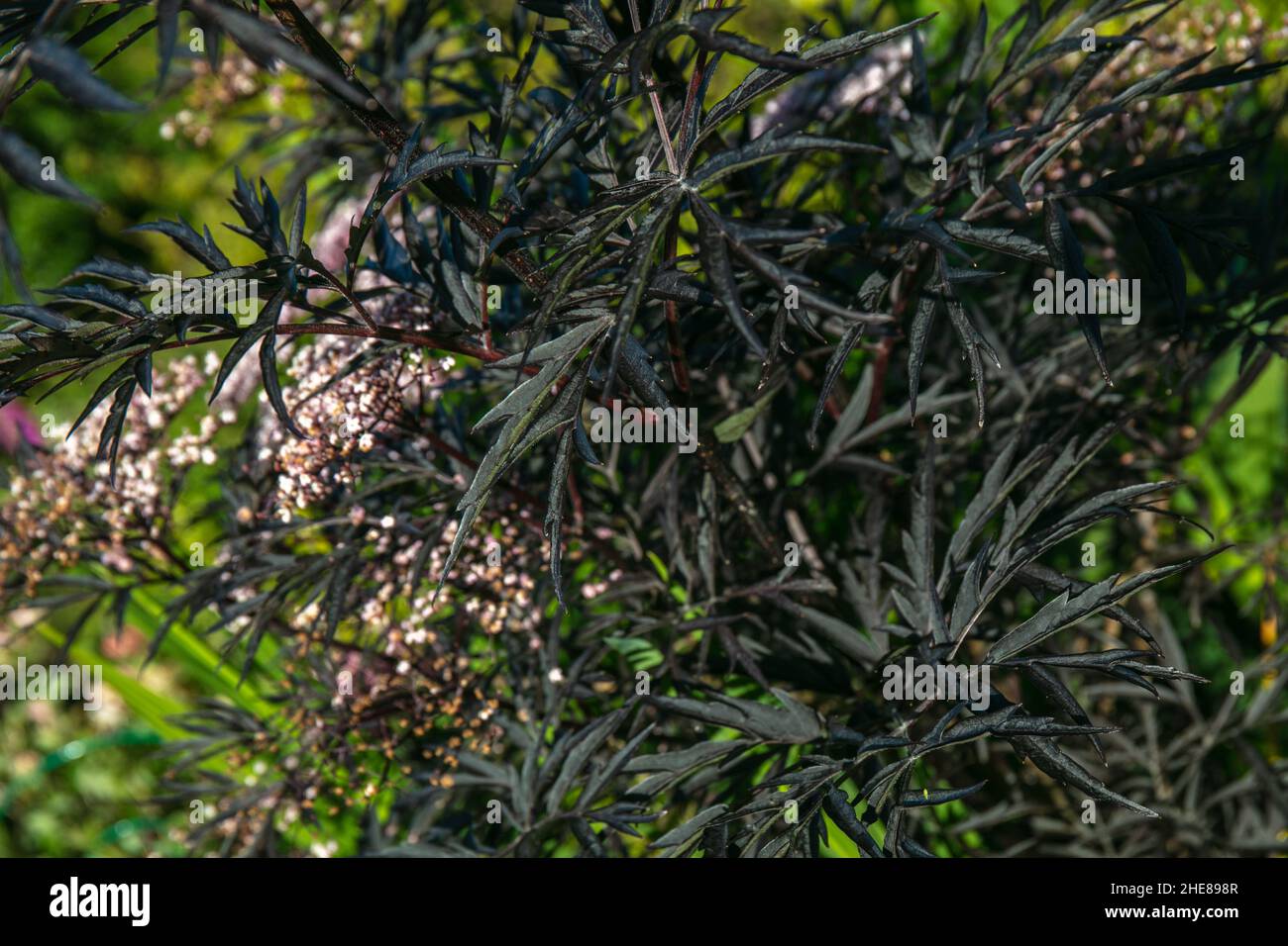 Gros plan de la plante des feuilles de Sambucus nigra Banque D'Images