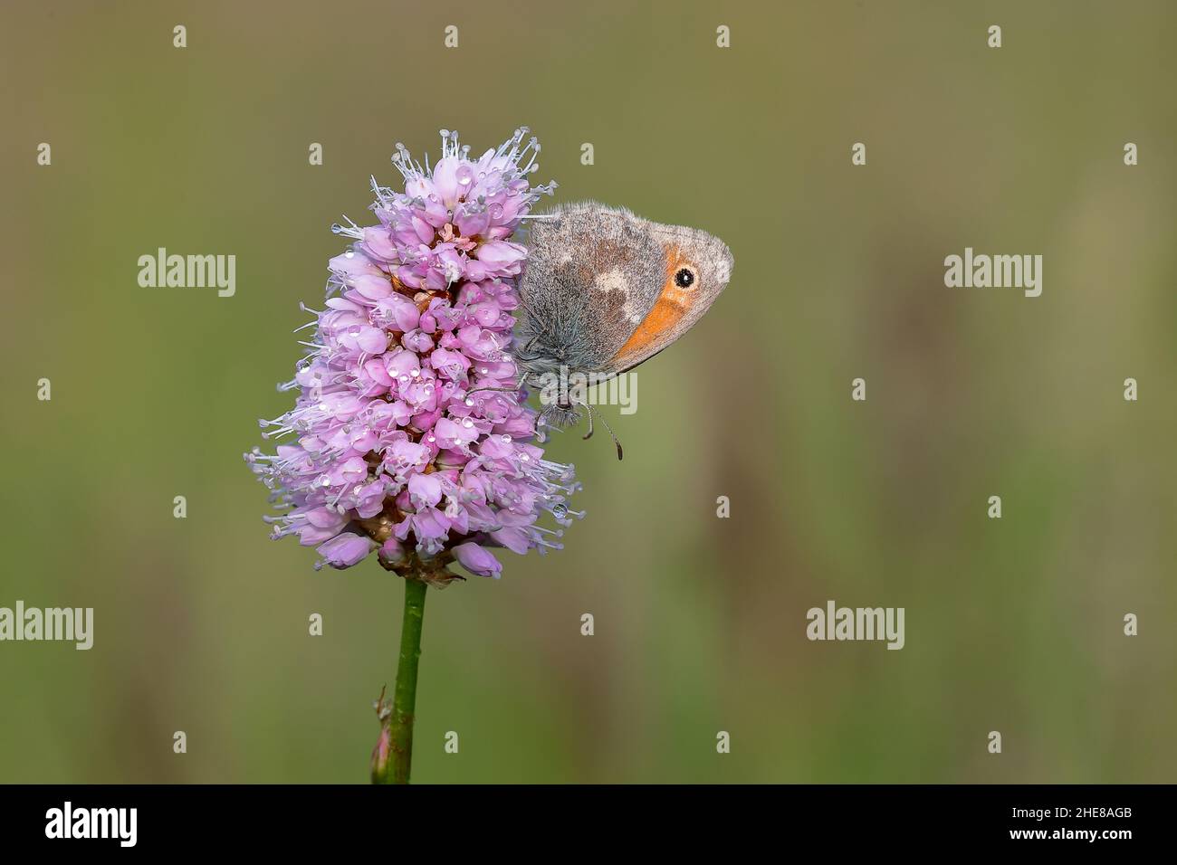 Papillon Small Heath Banque D'Images