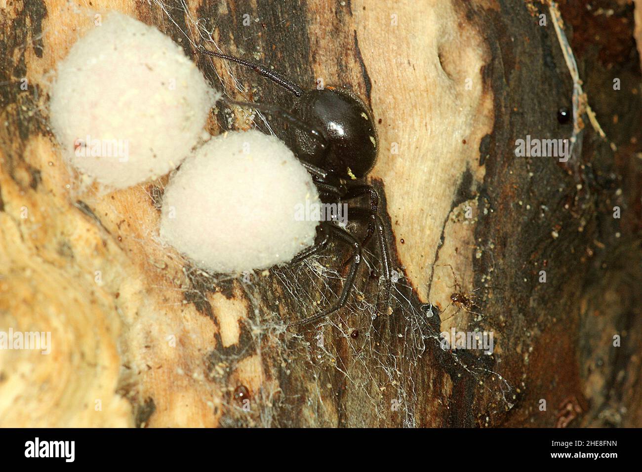 Fausse araignée de veuve (Steatoda capensis) avec des sacs d'oeufs Banque D'Images