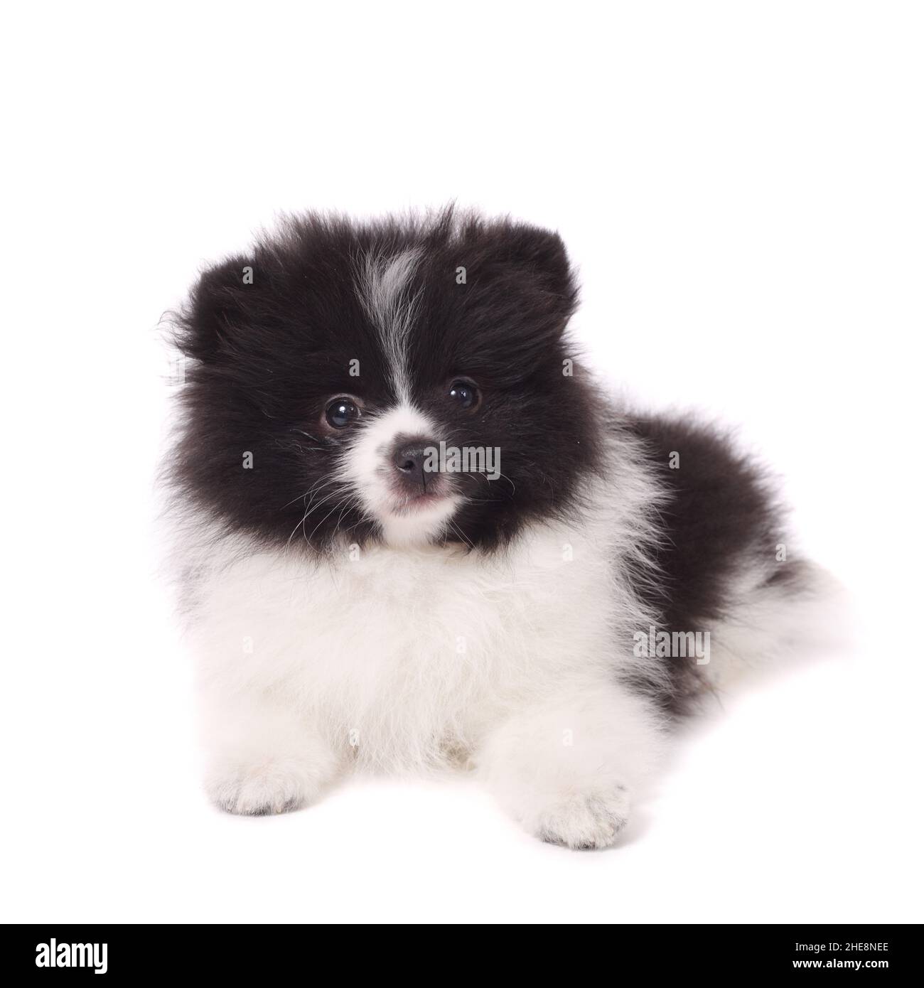 petit chiot spitz mignon et surpris Banque D'Images