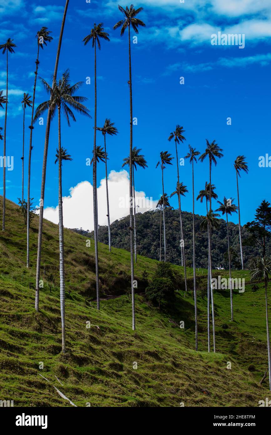 Vue sur la magnifique forêt nuageuse et les palmiers de cire de Quindio à la vallée de Cocora située à Salento dans la région de Quindio en Colombie. Banque D'Images