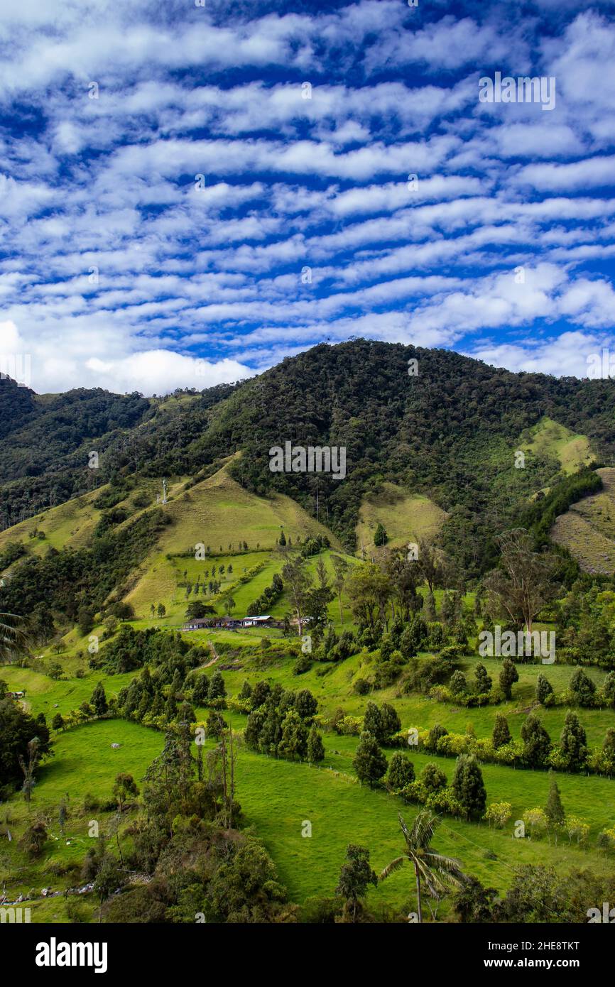 Vue sur la magnifique forêt nuageuse et les palmiers de cire de Quindio à la vallée de Cocora située à Salento dans la région de Quindio en Colombie. Banque D'Images