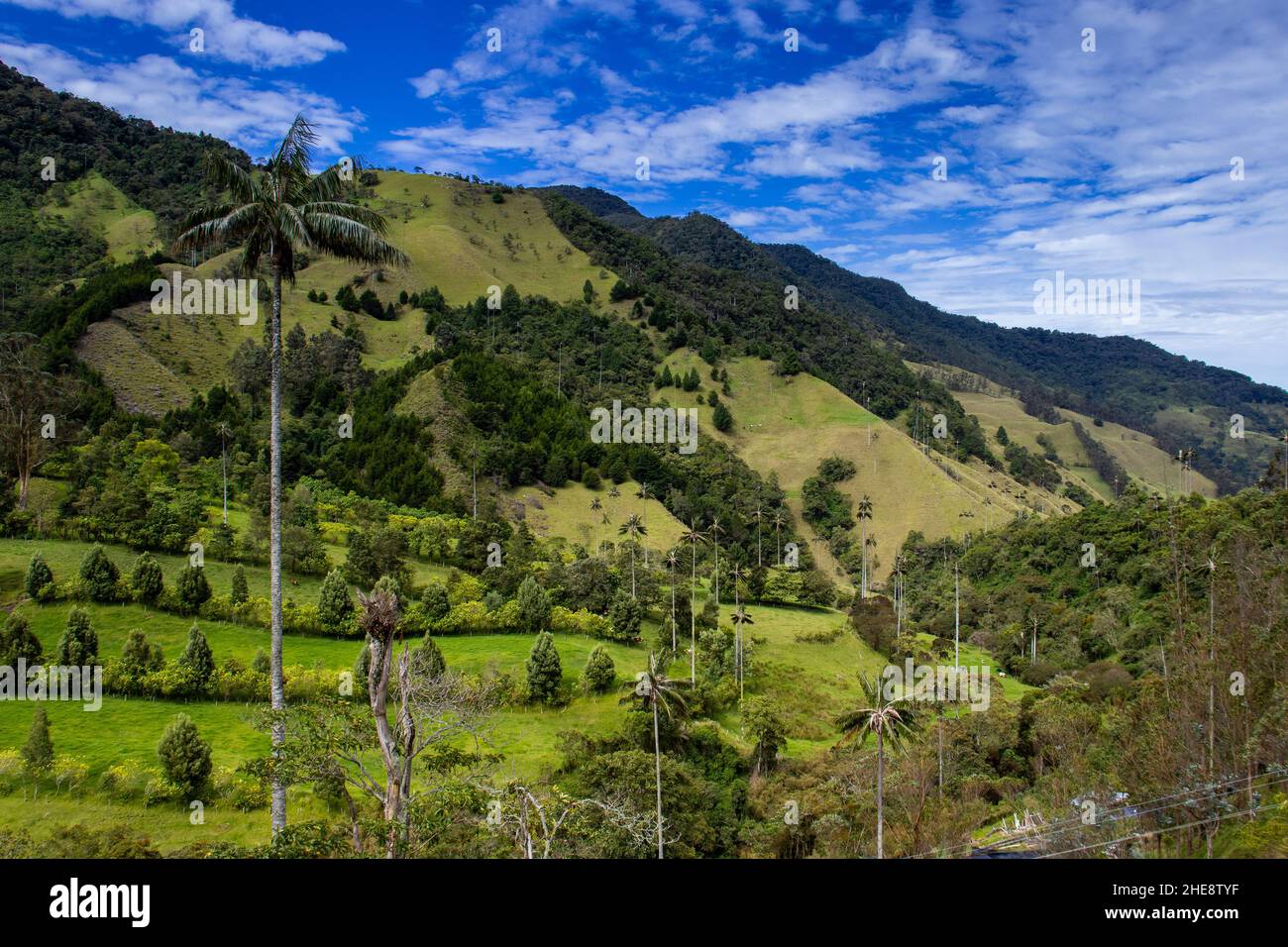 Vue sur la magnifique forêt nuageuse et les palmiers de cire de Quindio à la vallée de Cocora située à Salento dans la région de Quindio en Colombie. Banque D'Images