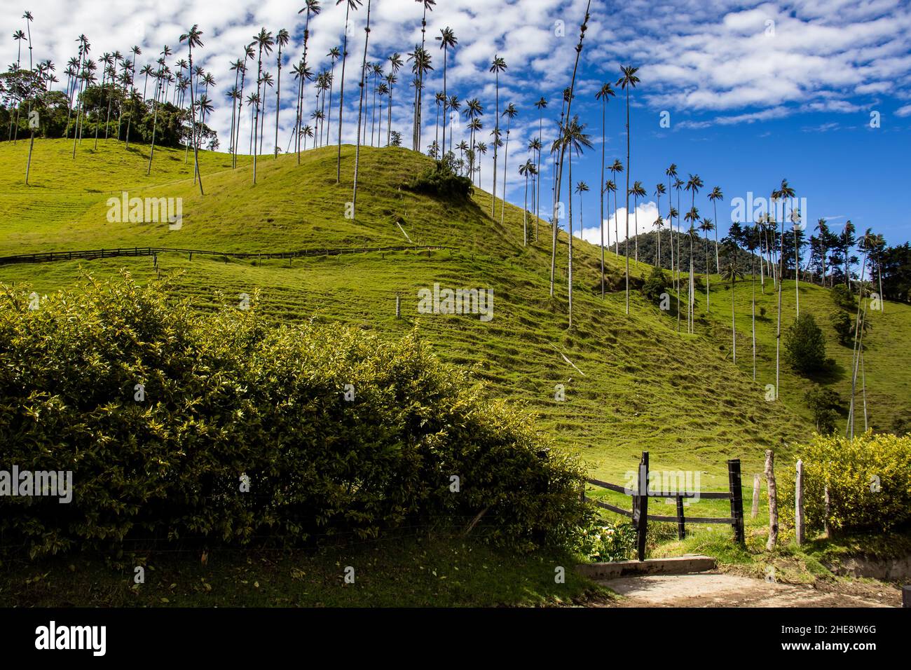 Vue sur la magnifique forêt nuageuse et les palmiers de cire de Quindio à la vallée de Cocora située à Salento dans la région de Quindio en Colombie. Banque D'Images