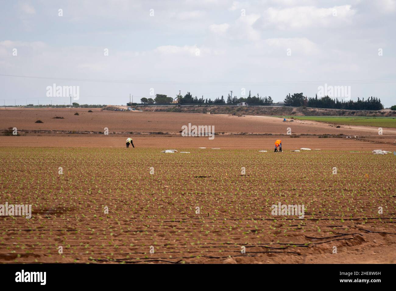 Les travailleurs migrants africains travaillent sur des cultures dans un champ en Espagne.Champs dans la région de Fuente Alamo de Murcia Banque D'Images