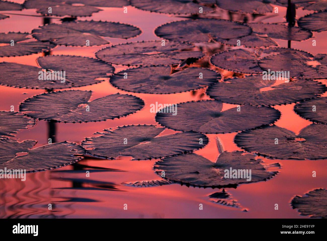 silhouette de belle fleur de lotus dans l'étang Banque D'Images