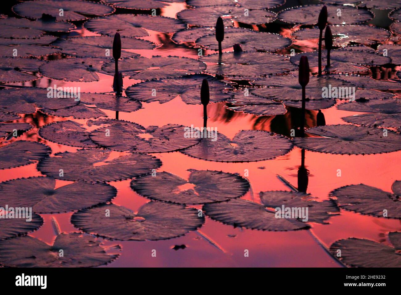 silhouette de belle fleur de lotus dans l'étang Banque D'Images