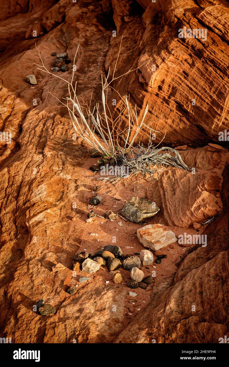 Etats-Unis, Nevada, Parc d'Etat de la Vallée de feu, Pebbles et plantes dans le désert Banque D'Images