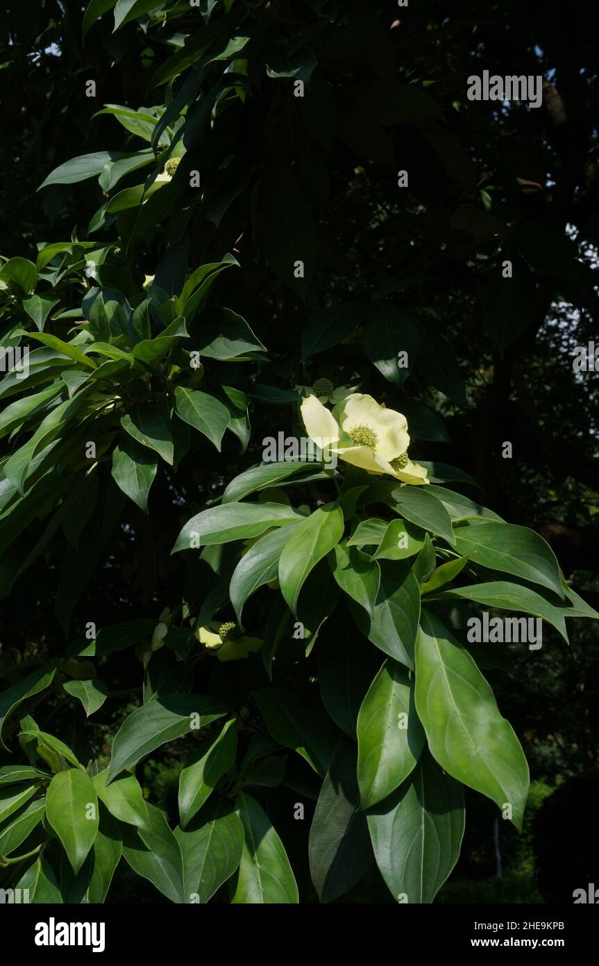 Photo sélective d'un capitata de cornus, bois de magnat à feuilles persistantes dans le jardin par une journée ensoleillée Banque D'Images