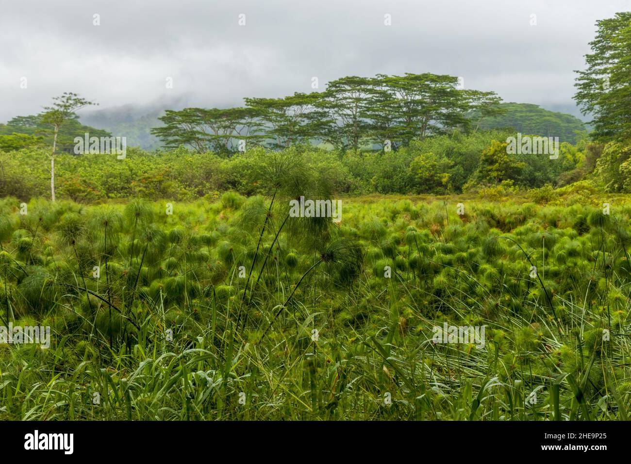 Paysage de brouillard pittoresque près de l'arboretum Keahua sur l'île de Kauai, Hawaï Banque D'Images