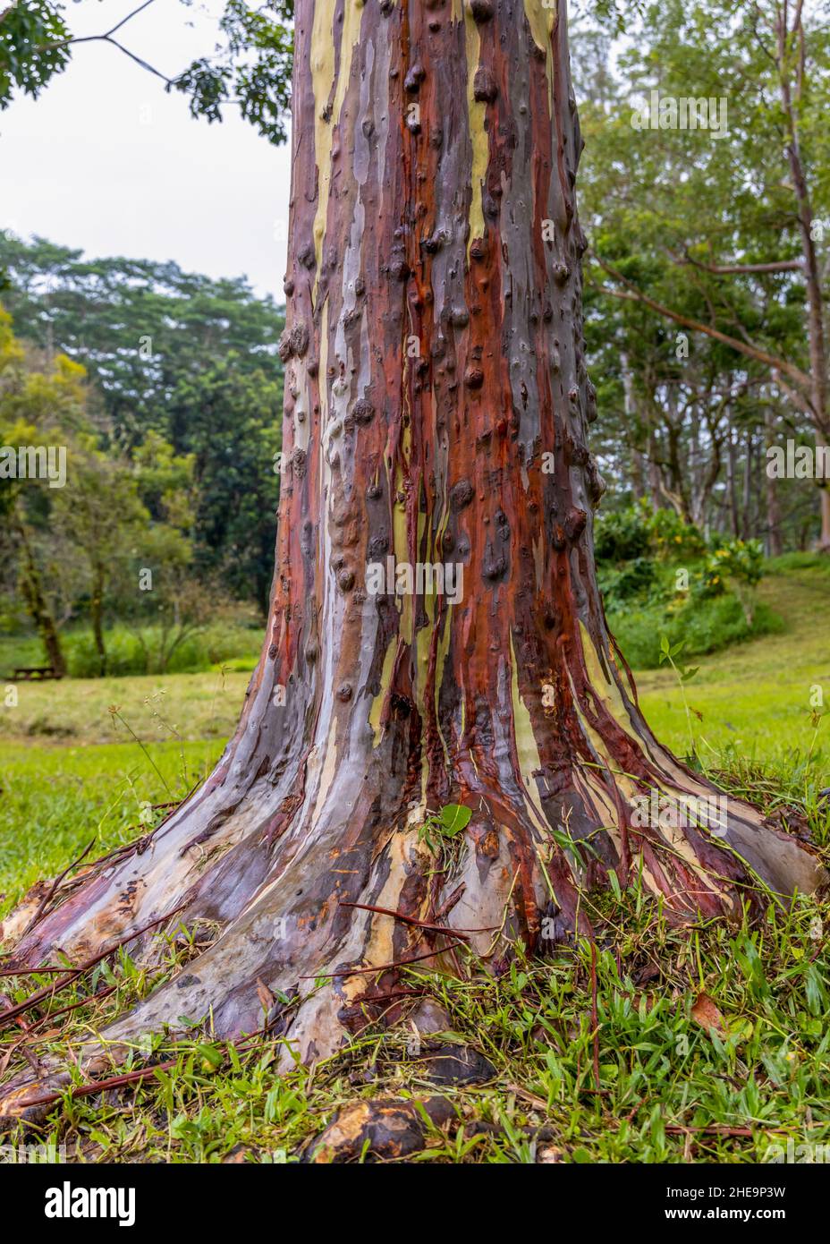 Magnifique eucalyptus arc-en-ciel dans l'arboretum Keahua sur l'île de Kauai, Hawaï Banque D'Images