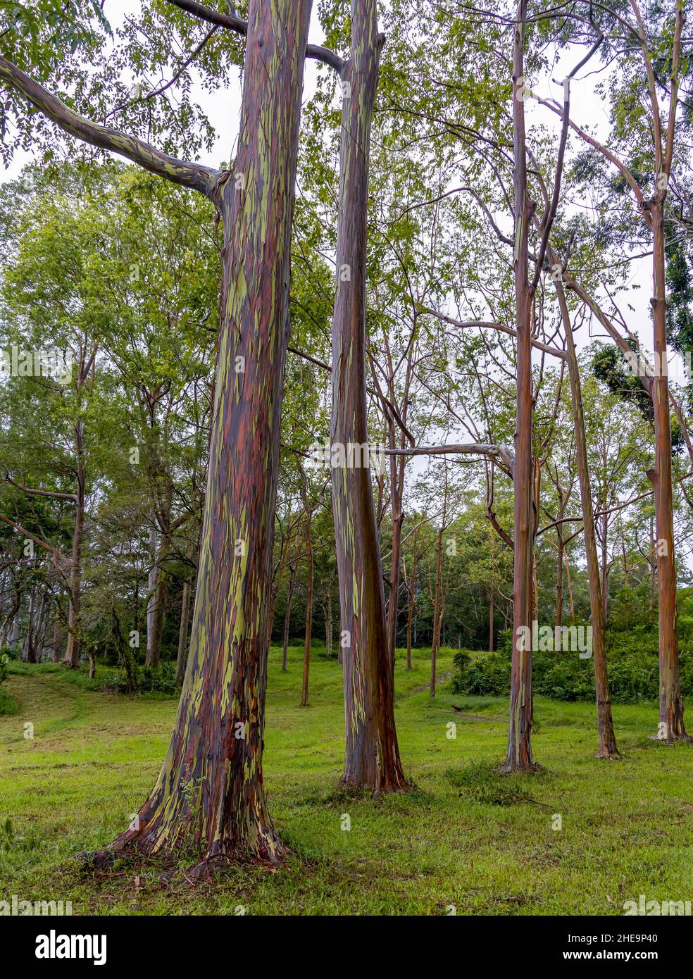 Magnifique eucalyptus arc-en-ciel dans l'arboretum Keahua sur l'île de Kauai, Hawaï Banque D'Images