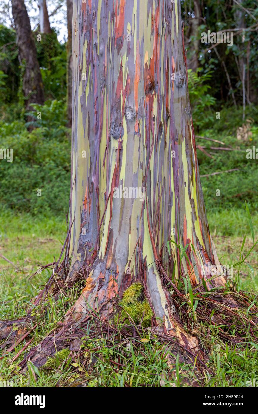 Magnifique eucalyptus arc-en-ciel dans l'arboretum Keahua sur l'île de Kauai, Hawaï Banque D'Images