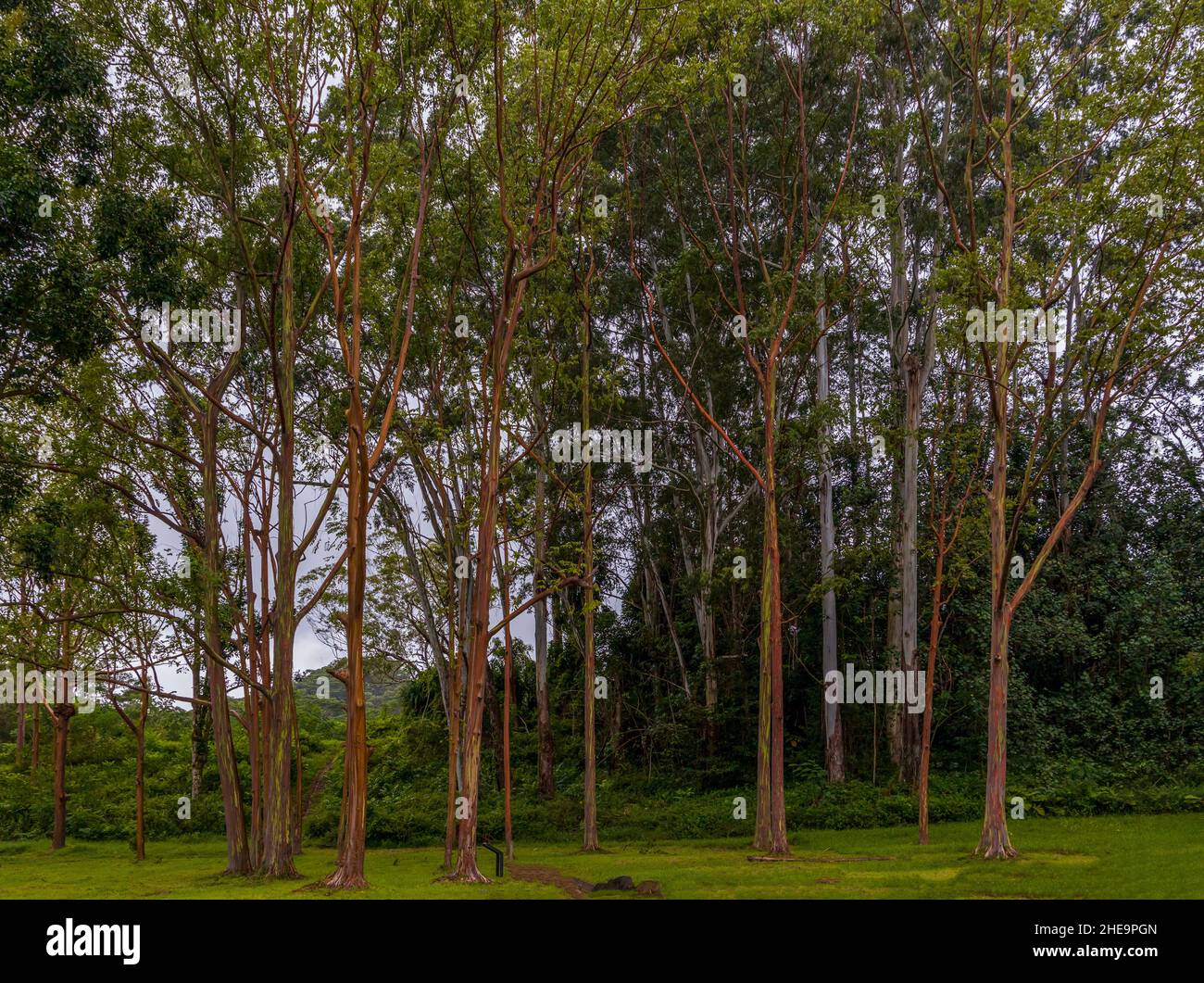 Magnifique eucalyptus arc-en-ciel dans l'arboretum Keahua sur l'île de Kauai, Hawaï Banque D'Images