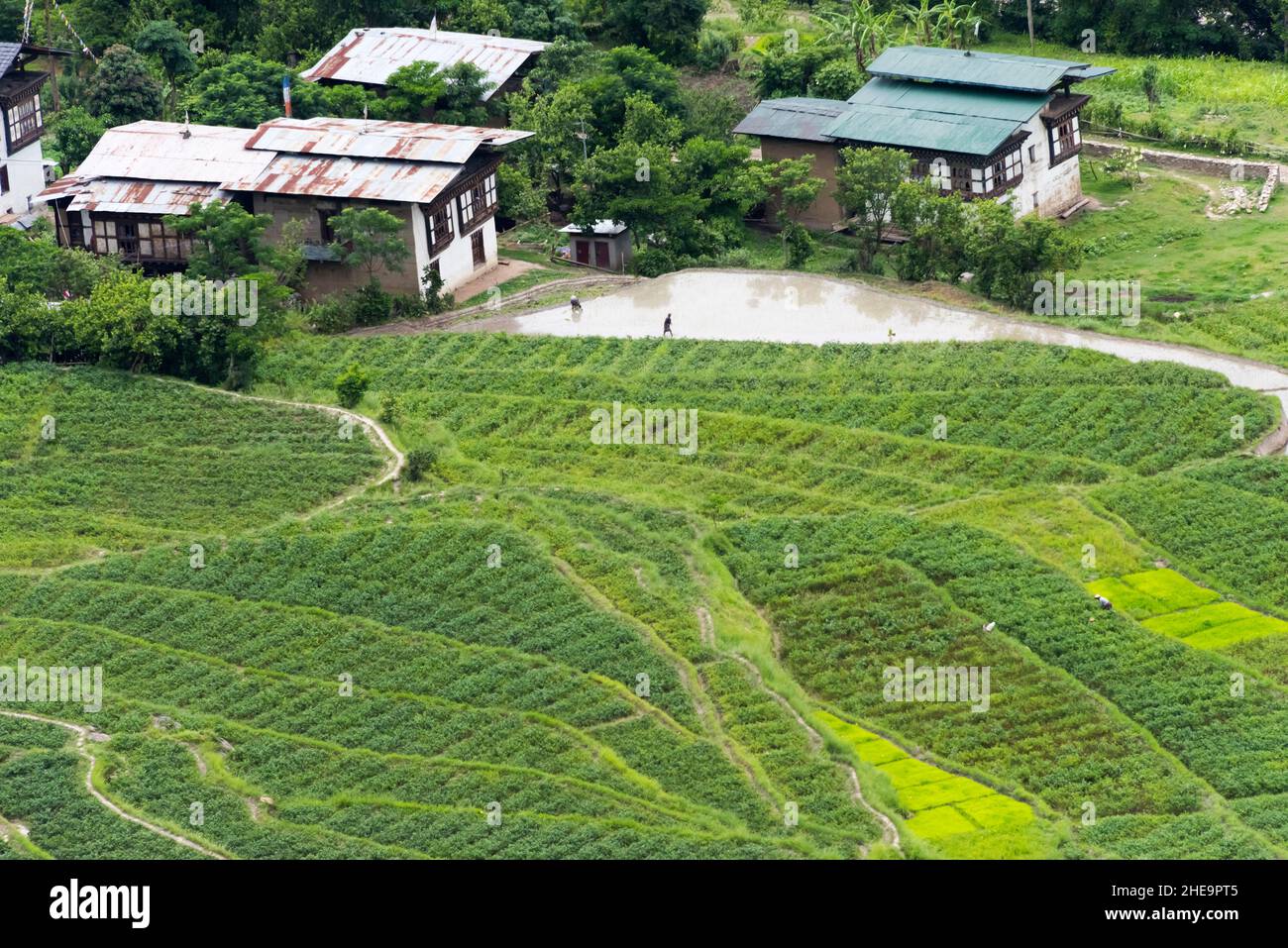 Maison de village sur riz paddy dans l'Himalaya, Punakha, Bhoutan Banque D'Images
