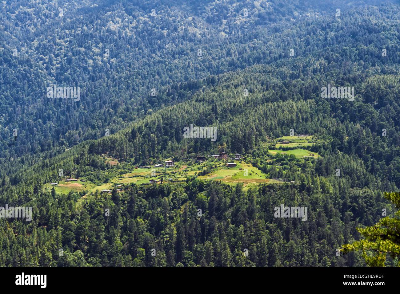 Forêt dans l'Himalaya, Thimphu, Bhoutan Banque D'Images