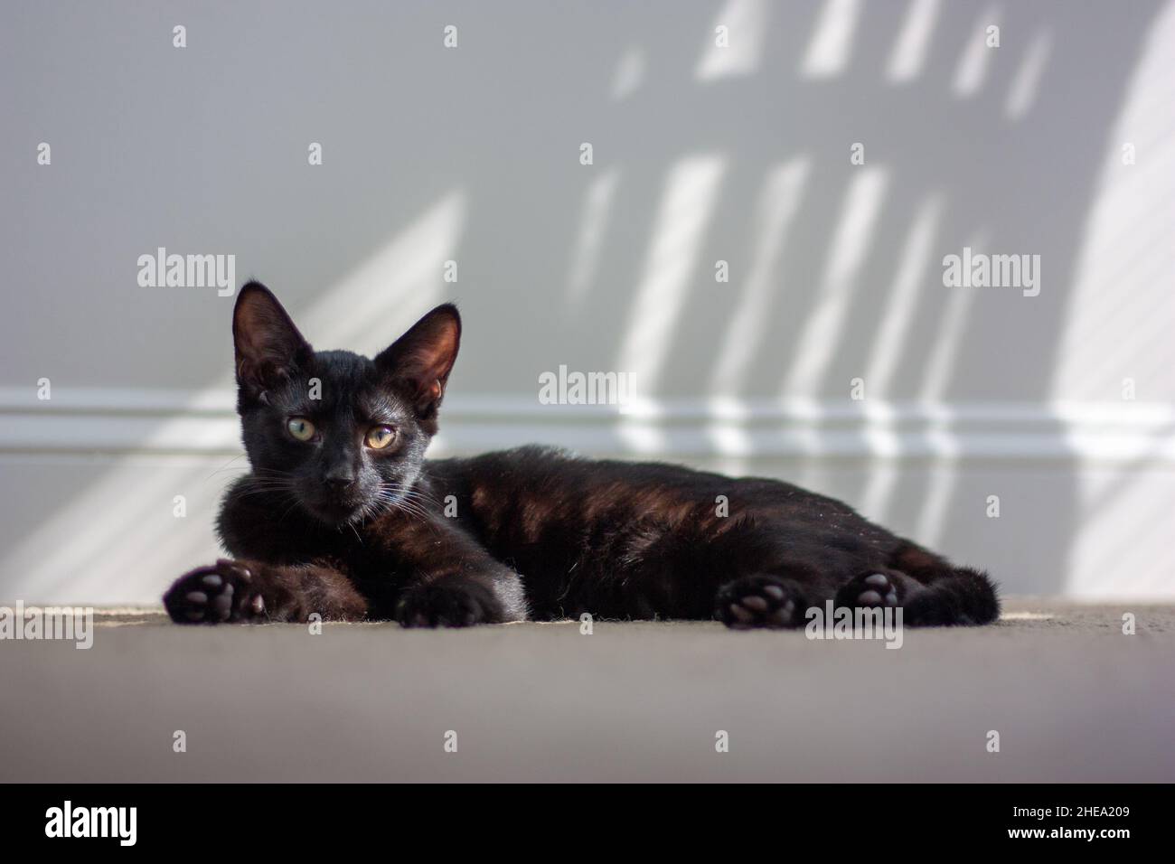 Chat domestique mignon brun foncé avec de longues oreilles tranchantes couchées sur le sol à la maison sous la lumière du soleil Banque D'Images