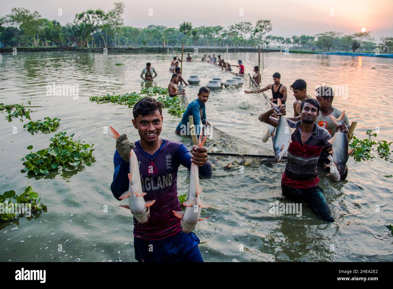 Les pêcheurs récoltent du poisson pangas dans une ferme de Satkhira, au Bangladesh.Le pangas est l'une des principales espèces de poissons d'élevage qui est populaire pour l'agriculture. Banque D'Images