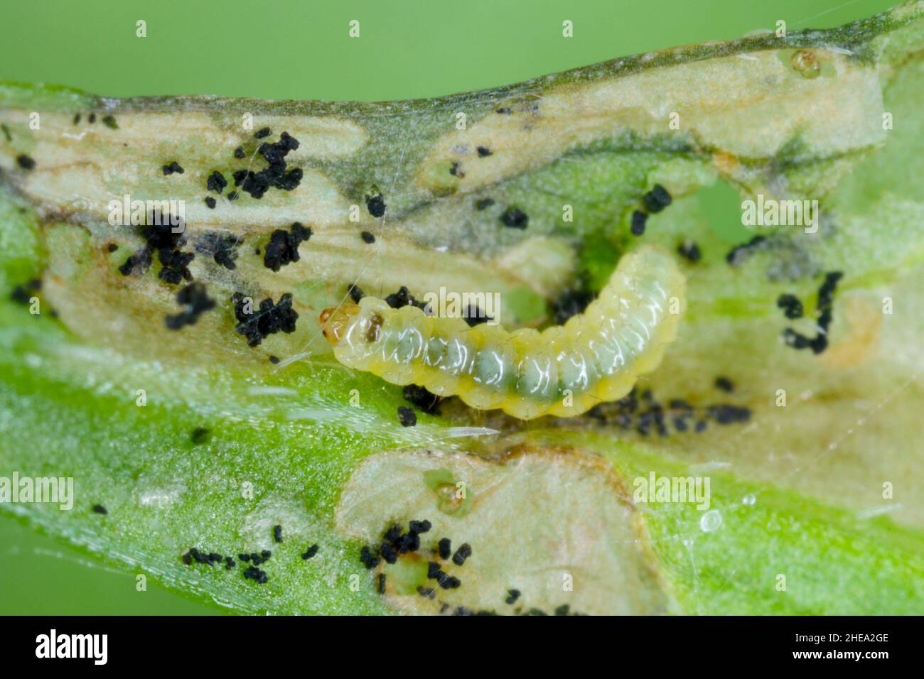 Epermenia chaerophyllella, également connue sous le nom d'aile de jardin, est une espèce de papillon de la famille des Epermeniidae.Les Cterpiliers sont des ravageurs, y compris les carottes. Banque D'Images