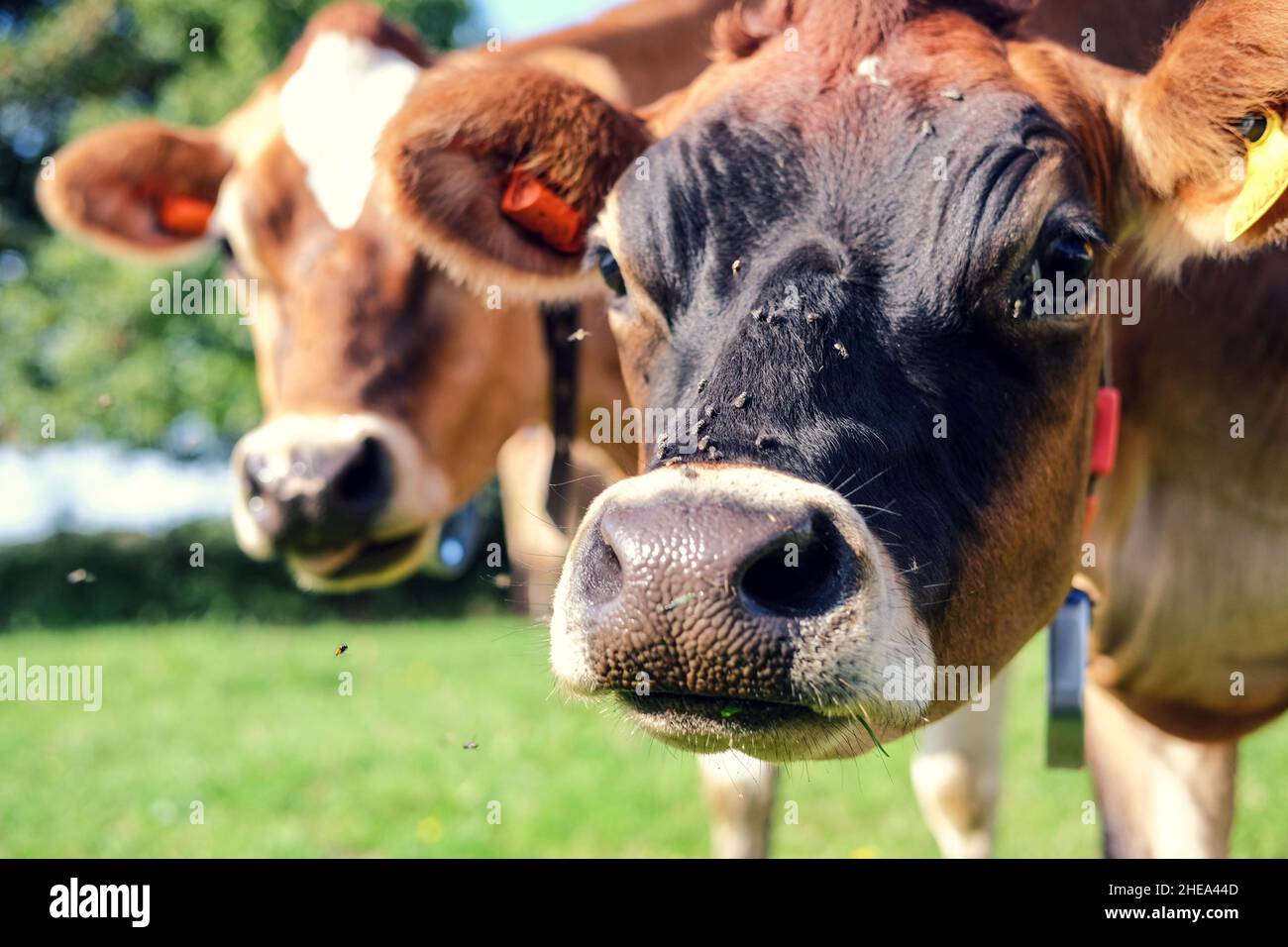 Gros plan de curieux vaches Jersey. Banque D'Images