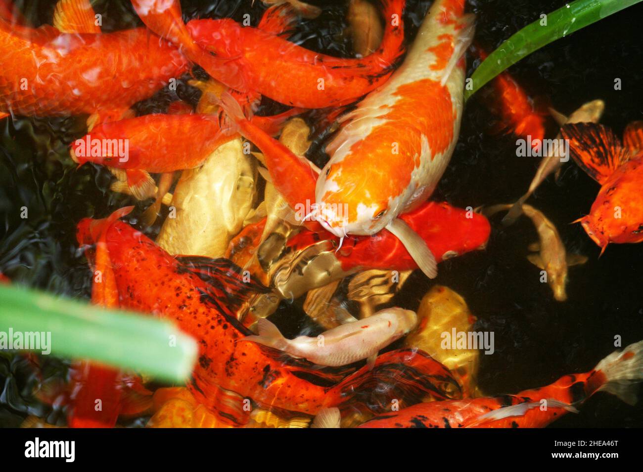 La carpe koï nageant dans un étang Banque D'Images