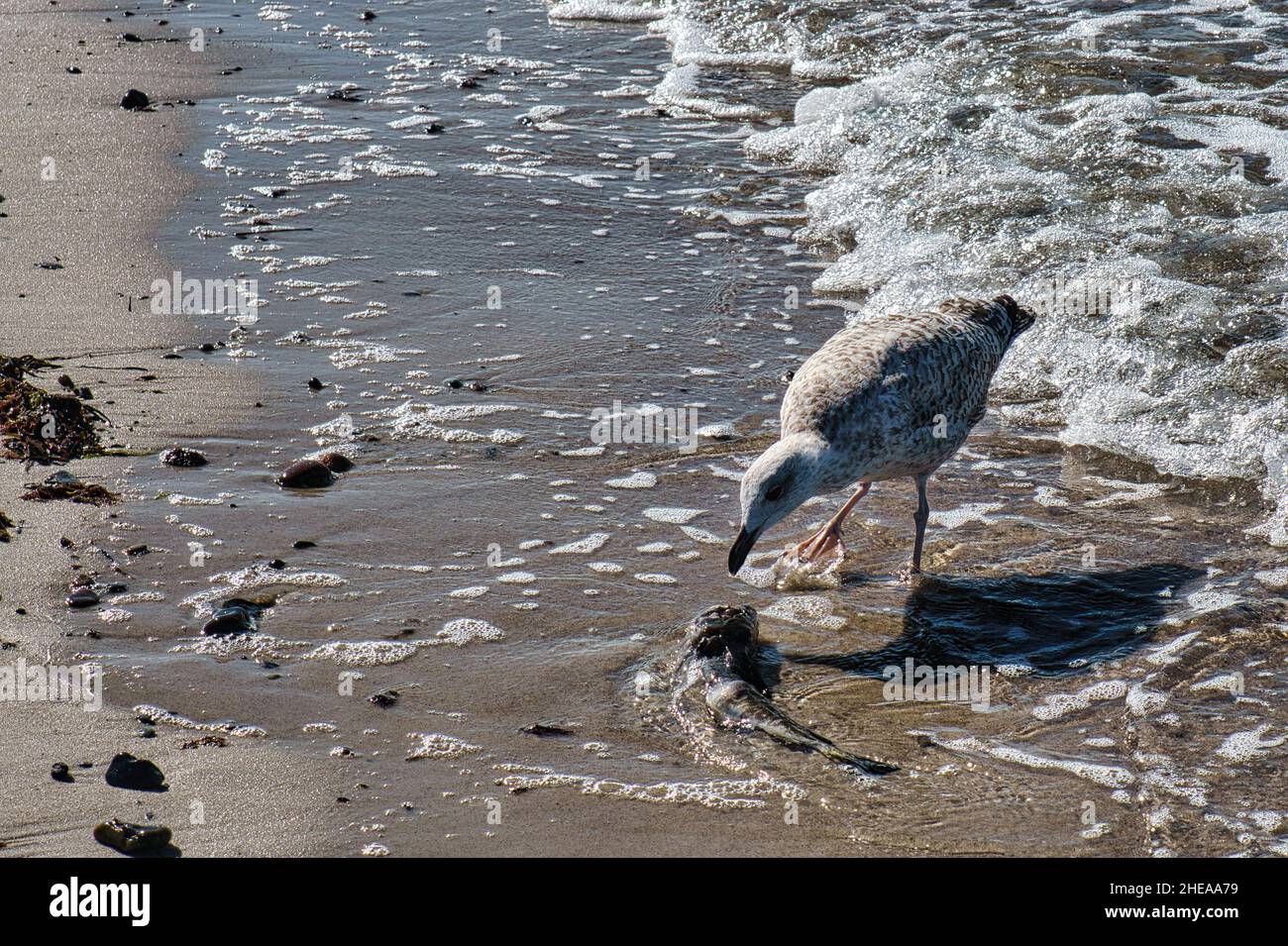 Mouette sur la plage de sable de zingst. Gros plan de l'oiseau Banque D'Images