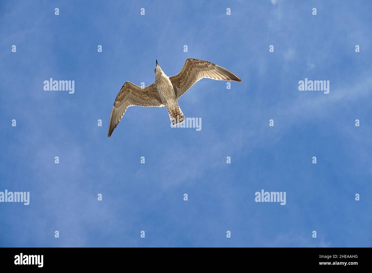 Mouette volant dans le ciel au-dessus de la mer Baltique à Zingst.L'oiseau glisse dans l'air sous le plus beau soleil. Banque D'Images