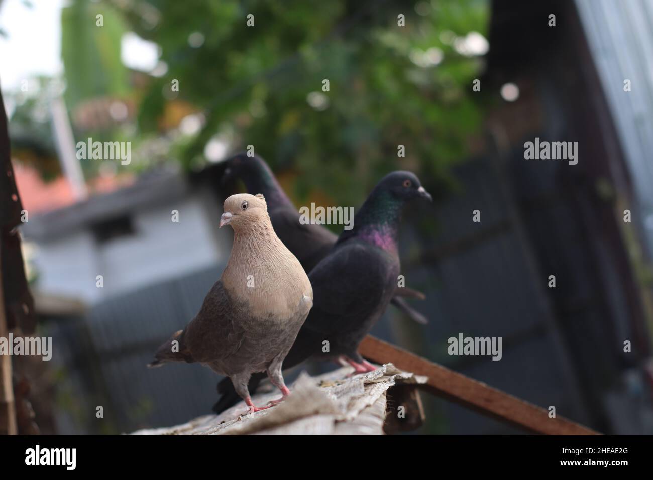 Belles photos de pigeon. Plus beau pigeon Banque D'Images