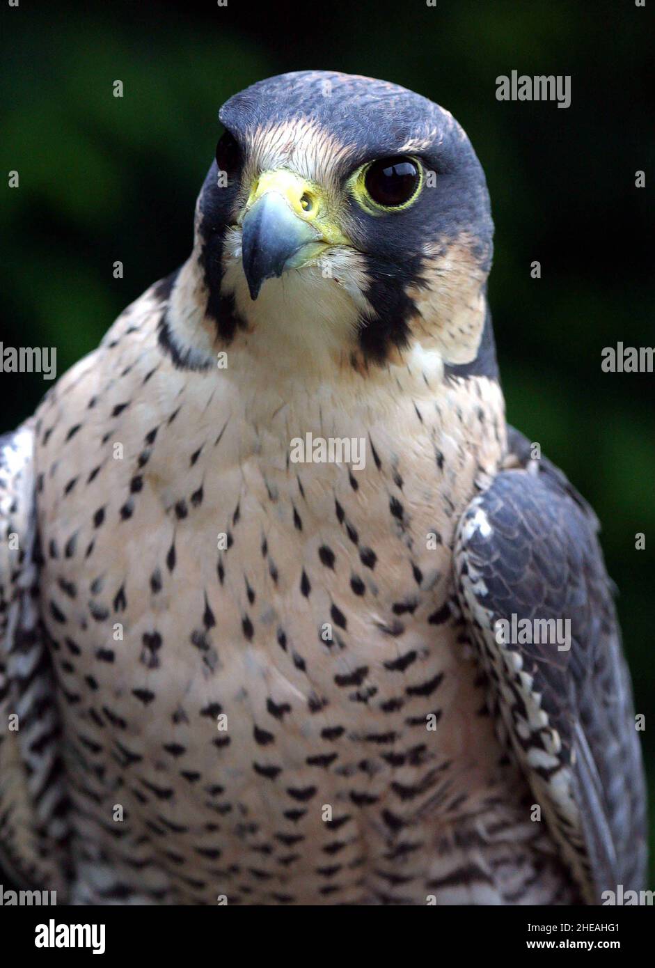 FALCON PEREGRINE ADULTE.PREMIÈRE HISTOIRE INTELLIGENTE DE MARQUAGE DES ŒUFS D'EAU .PHOTO : GARY ROBERTS Banque D'Images