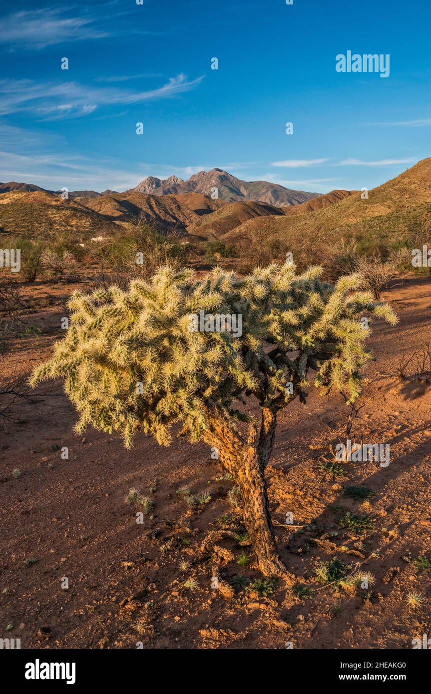 Teddybear Cholla cactus, quatre pics dans dist, Mazzal Range, lever du soleil, vue de la route 647 à Tonto Basin, près du terrain de camping de la Jolla, Arizona, États-Unis Banque D'Images