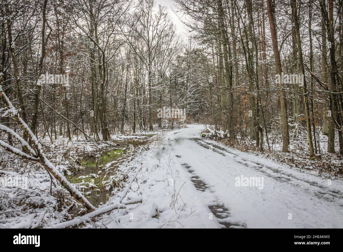 une route sinueuse de terre à travers une forêt enneigée Banque D'Images