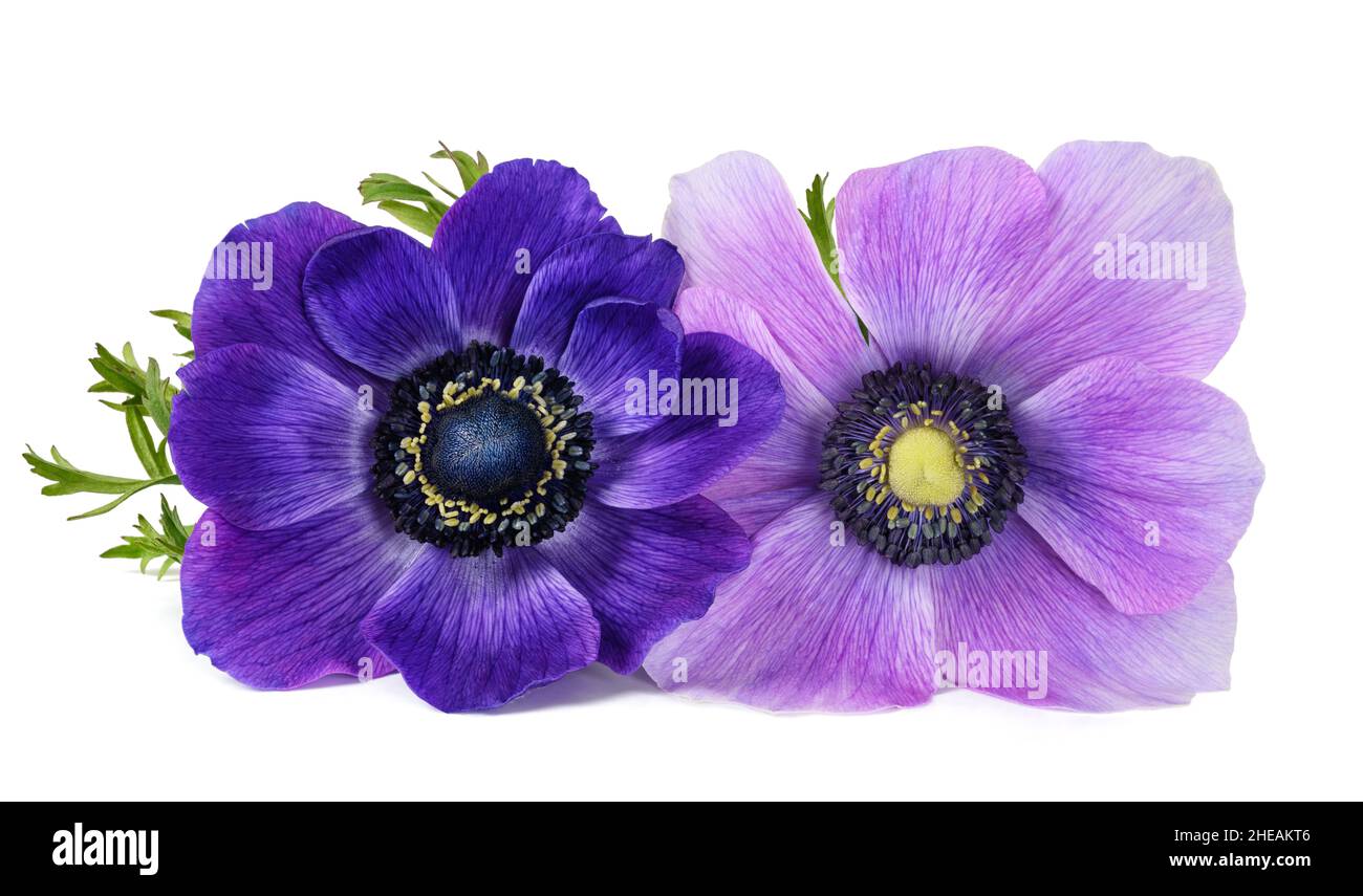 Fleurs d'anémone coronaria isolées sur blanc Banque D'Images