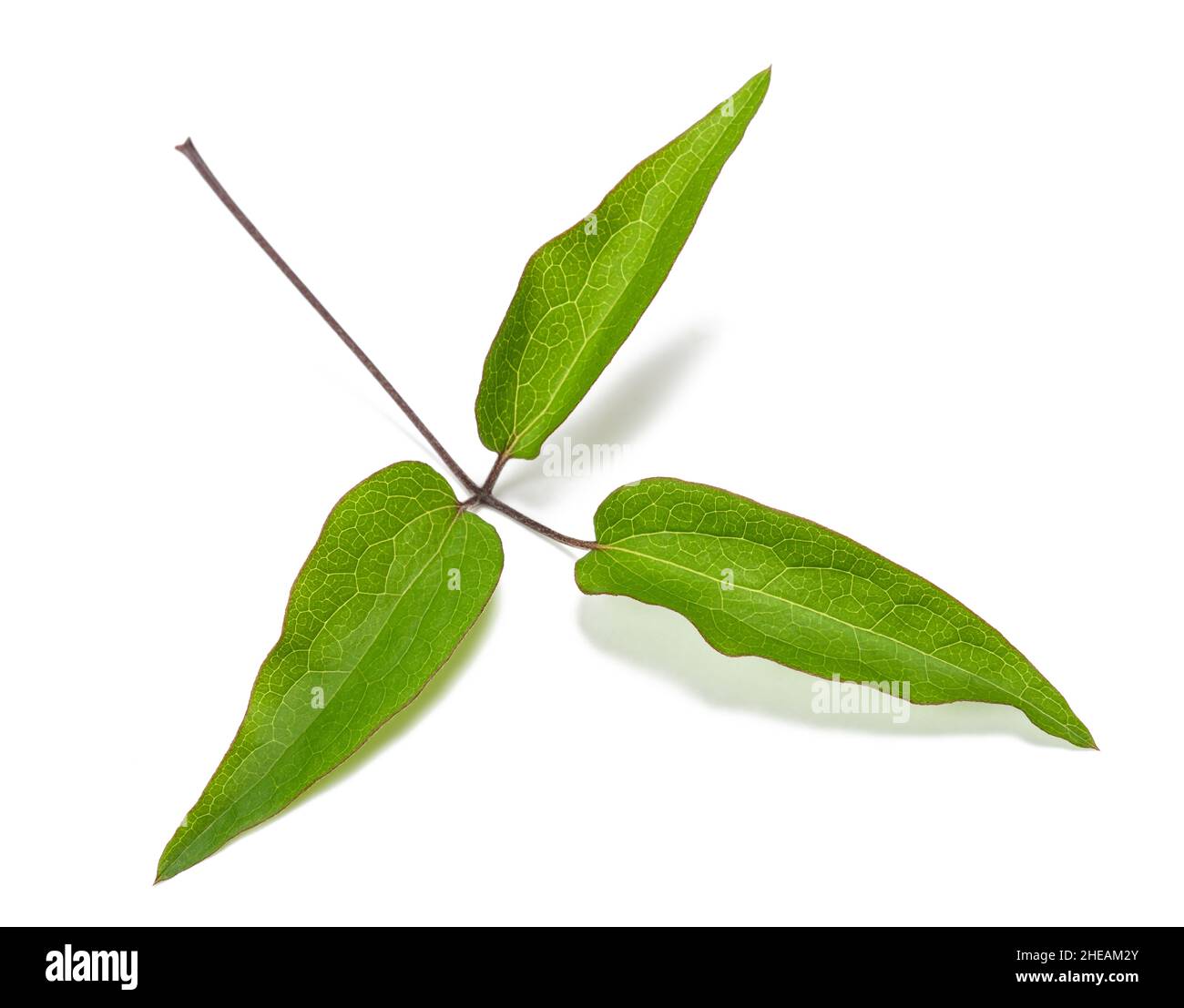 Branche de Clematis avec des feuilles isolées sur fond blanc Banque D'Images