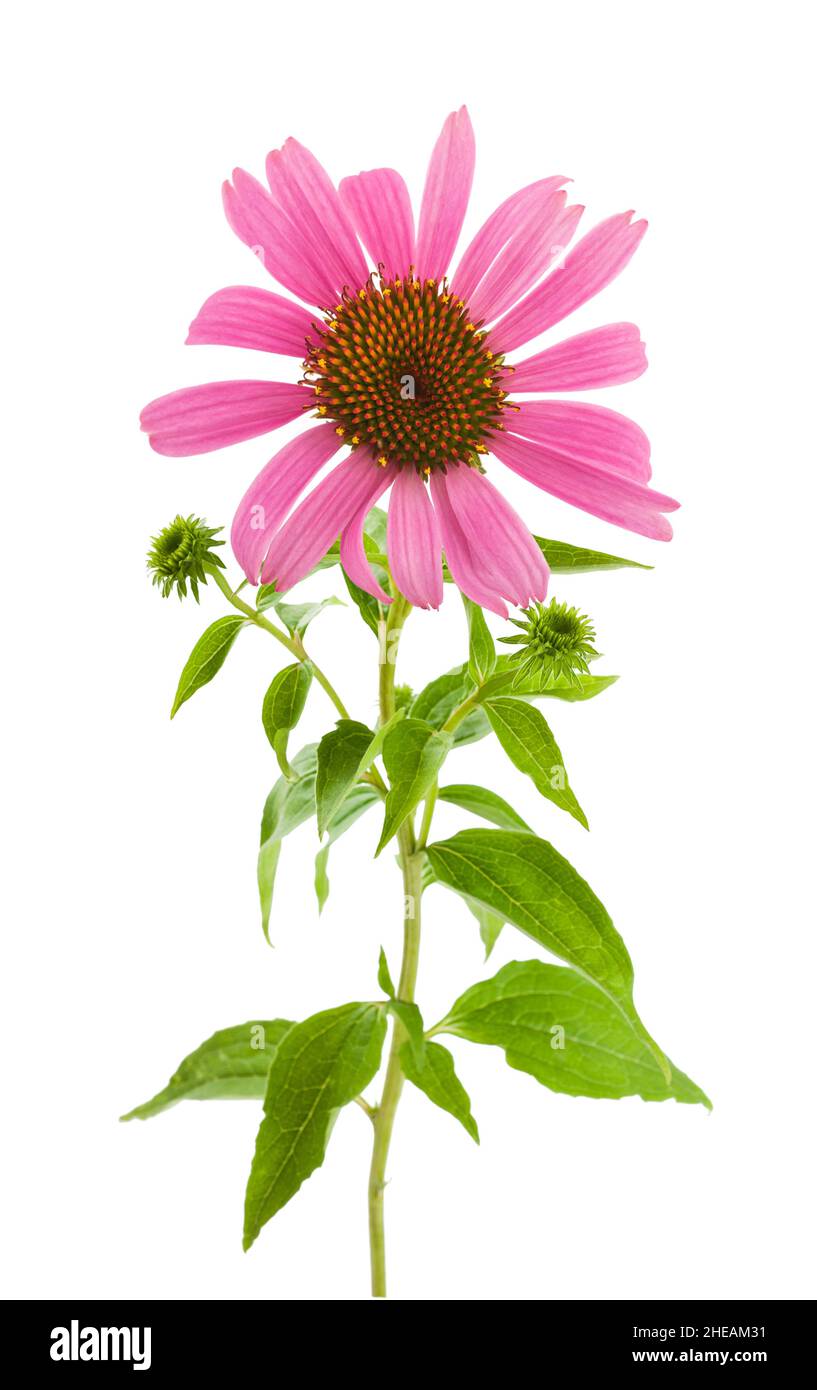 Fleur de conée isolée sur fond blanc Banque D'Images Fleur de conée isolée sur fond blanc Banque D'Images