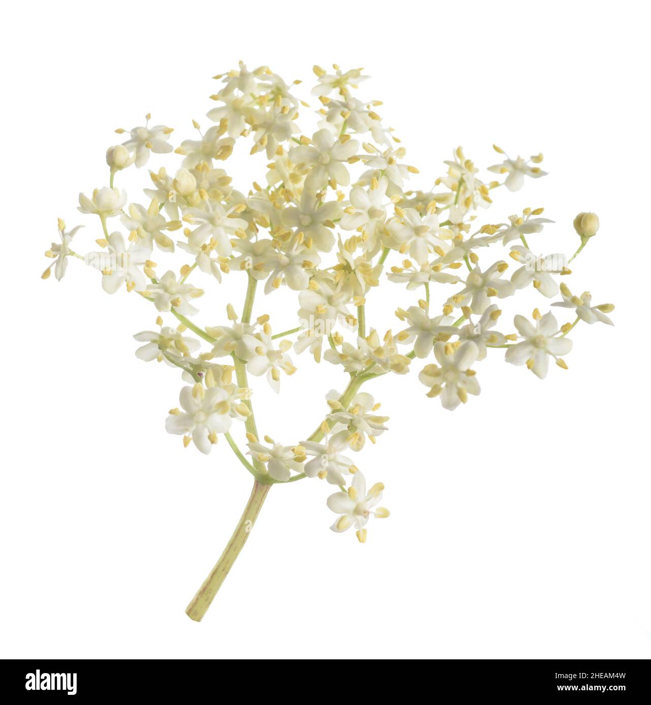 Fleurs de sureau isolé sur fond blanc Banque D'Images