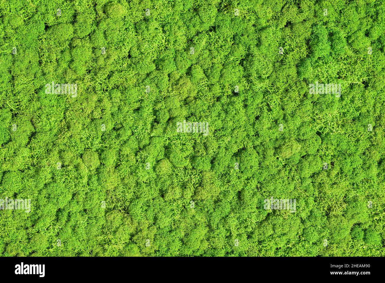 vert mousse préservée, fond de la nature Banque D'Images