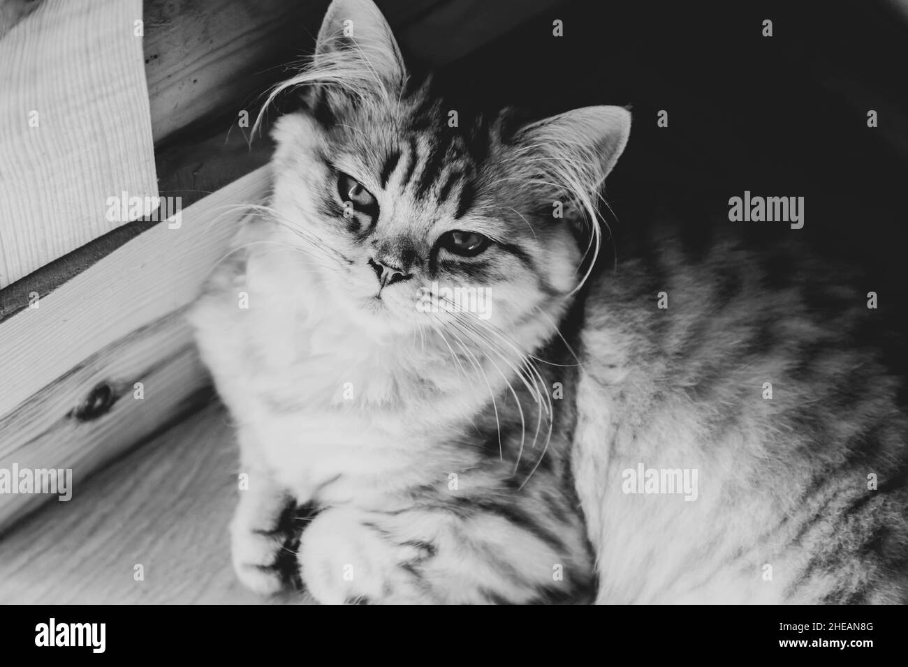 Chat persan mignon assis sur le sol à la maison Banque D'Images