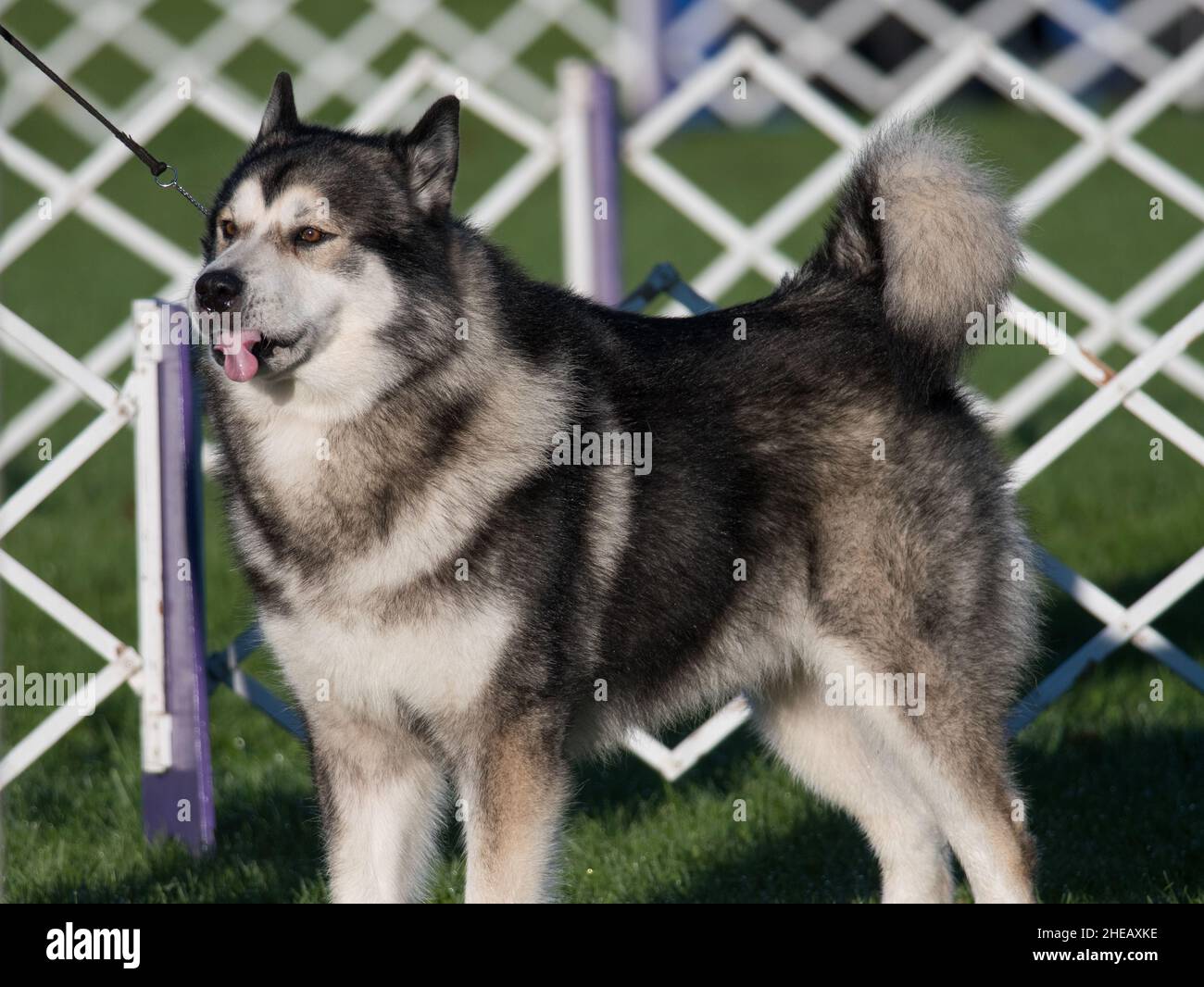 Malamutes d'Alaska debout dans l'anneau d'exposition de chiens Banque D'Images