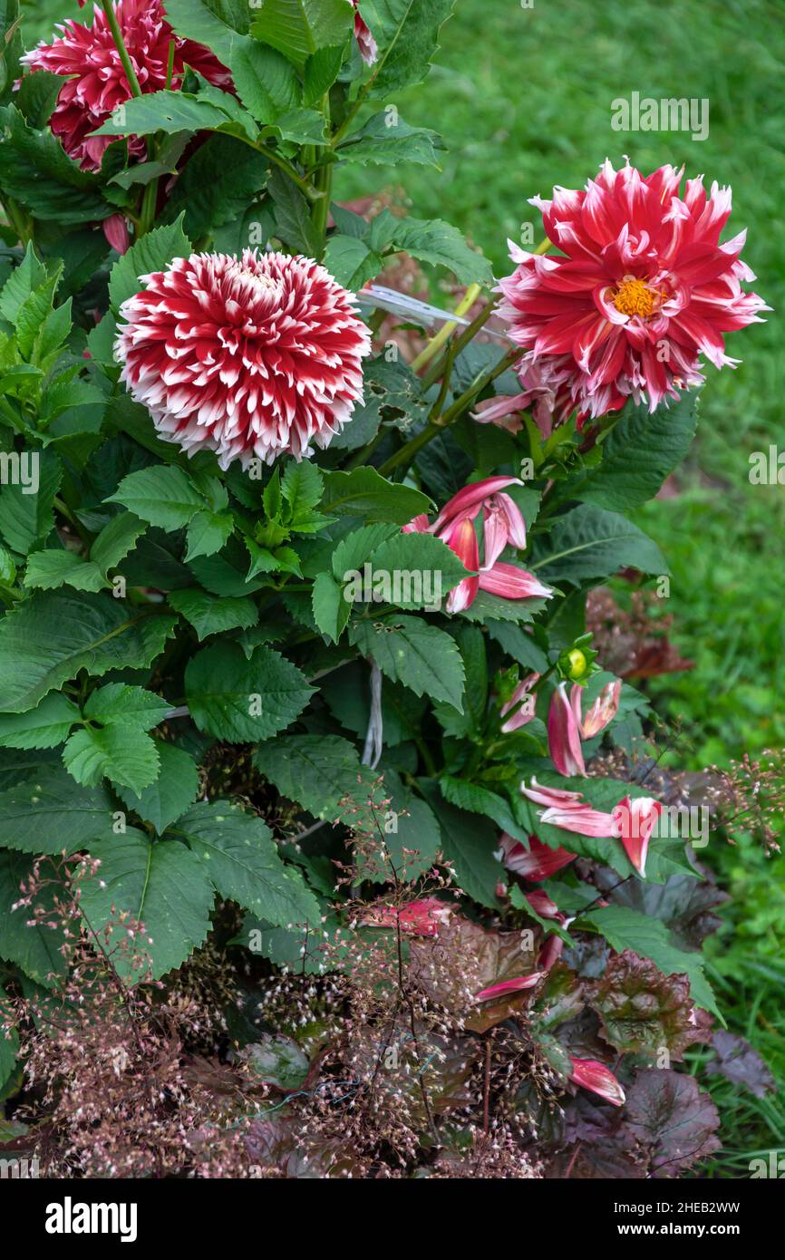 Grande fleur de dahlia lumineuse, jardin bien entretenu pendant la floraison Banque D'Images
