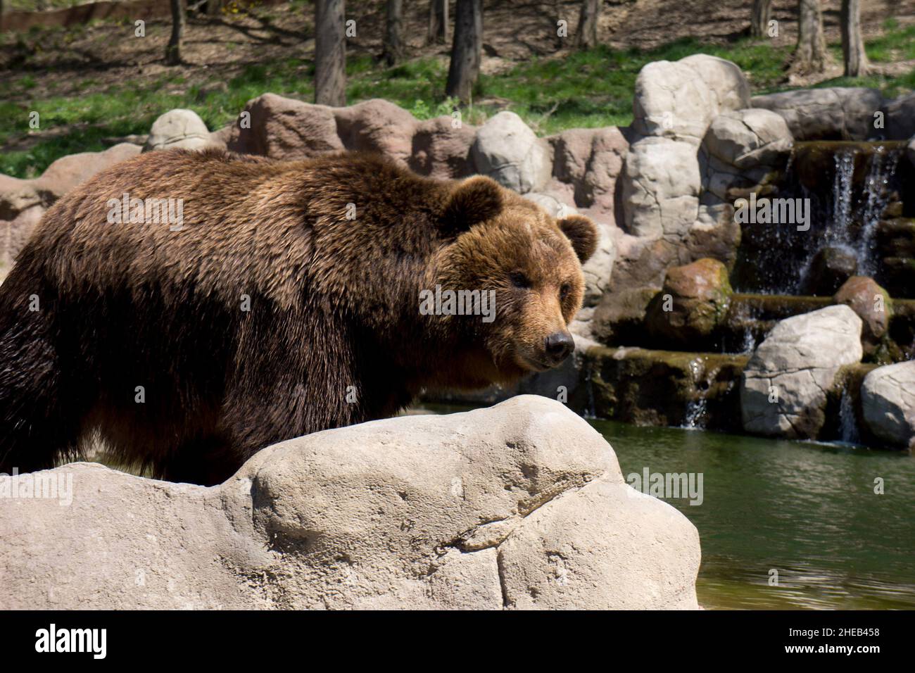 L'ours brun du Kamtchatka en captivité Banque D'Images