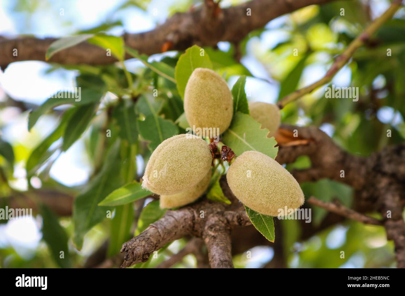 Abricots de baies non mûres sur une branche d'arbre.Fruits verts chigeux. Banque D'Images