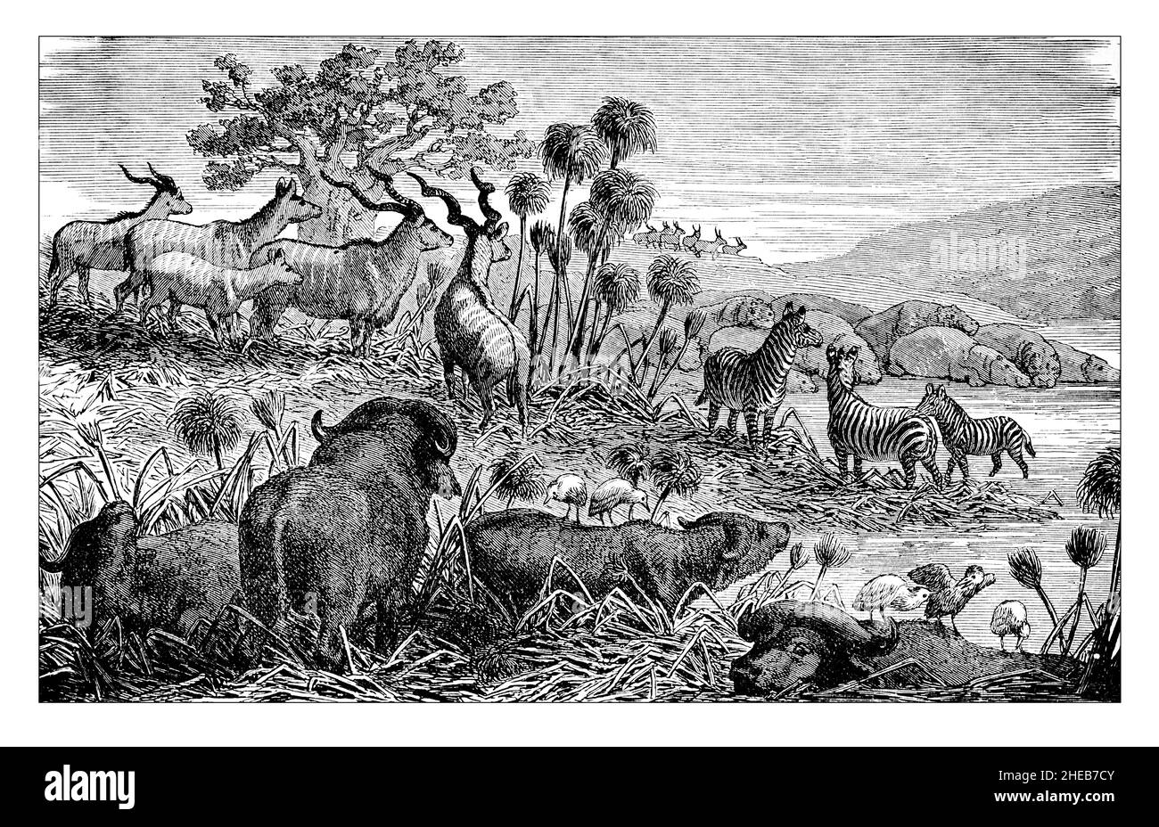 African Fauna, illustration gravée du 19th siècle d'African Discovery and Adventure, par C E Bourne, publié en 1900 par Swan Sonnenshein & Co, Lon Banque D'Images