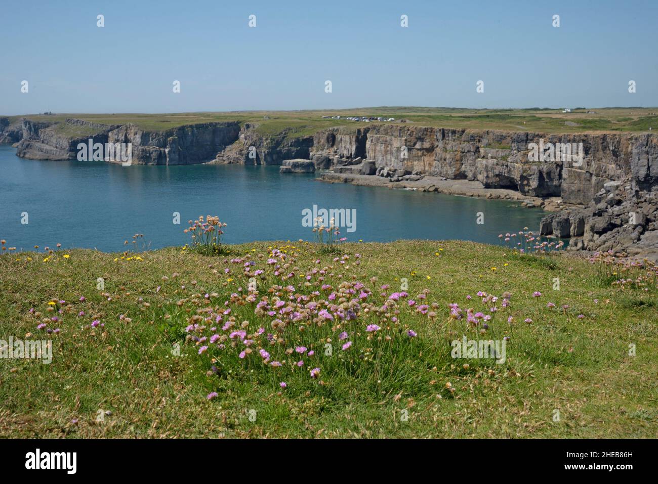 Thrift, Armeria maritima à St Govan's Head Banque D'Images