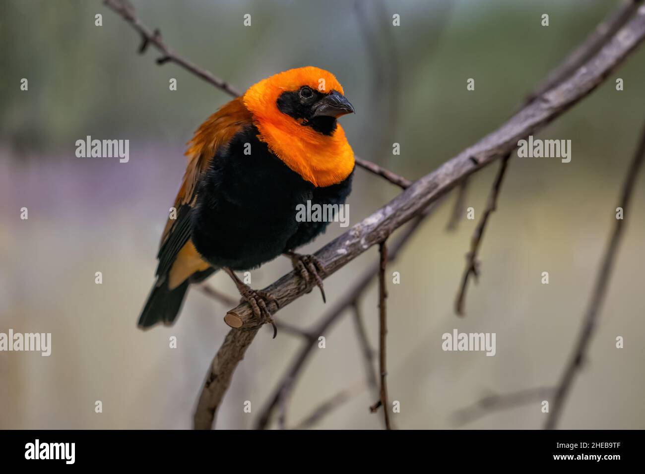 Évêque d'orange (Euplectes franciscanus) ou évêque rouge du nord sur une branche, petit oiseau de passereau de la famille des Ploceidae, région: Afrique du Nord. Banque D'Images